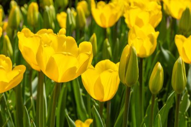 Tulipa Jan Van Nes çiçekleri Madrid 'de bir bahçede yetişir.