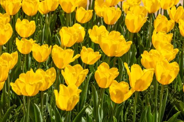Tulipa Jan Van Nes çiçekleri Madrid 'de bir bahçede yetişir.