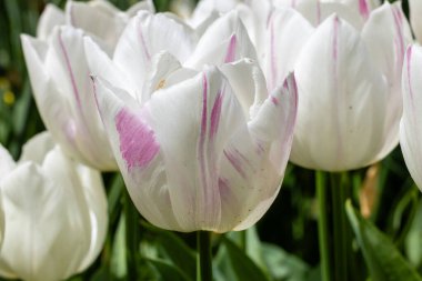 Tulipa türünden çiçekler Madrid 'de bir bahçede yetişir.