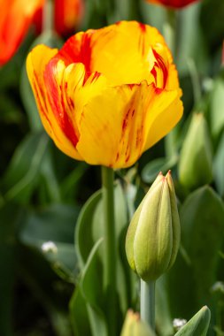 Tulipa türünden çiçekler Madrid 'de bir bahçede yetişir.