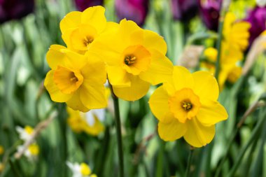 Madrid 'de bir bahçede yetişen nergis çiçekleri.