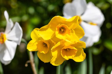 Madrid 'de bir bahçede yetişen nergis çiçekleri.
