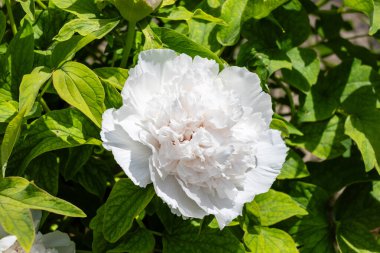 Bilimsel adı Paeonia Ni Hong Huan Cai çiçeğidir