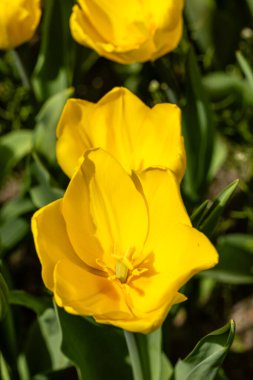Tulipa Jan Van Nes çiçekleri Madrid 'de bir bahçede yetişir.