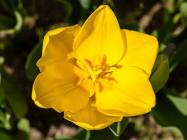 Tulipa Jan Van Nes çiçekleri Madrid 'de bir bahçede yetişir.