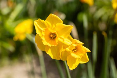 Tulipa Jan Van Nes çiçekleri Madrid 'de bir bahçede yetişir.