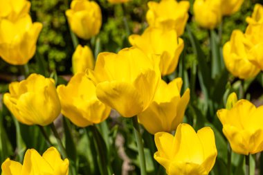 Tulipa Jan Van Nes çiçekleri Madrid 'de bir bahçede yetişir.