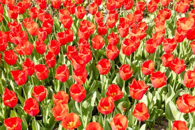 Tulipa Oxford 'un çiçekleri Madrid' de bir bahçede yetişir.