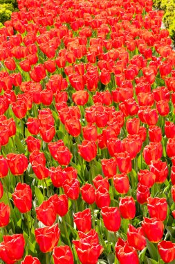 Tulipa Oxford 'un çiçekleri Madrid' de bir bahçede yetişir.