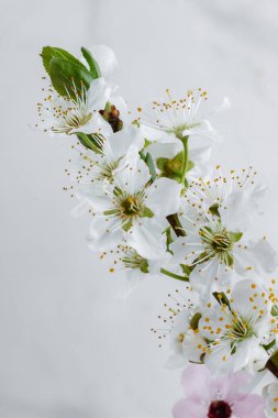 Baharda Madrid 'de ilk badem çiçek açar.