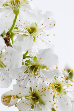 Baharda Madrid 'de ilk badem çiçek açar.