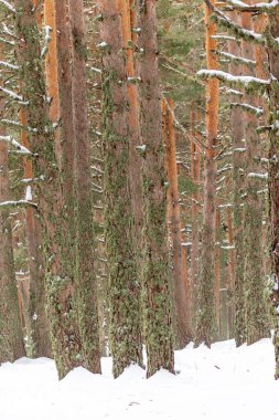 Oak Moss Lichen Ağaçta büyüyor