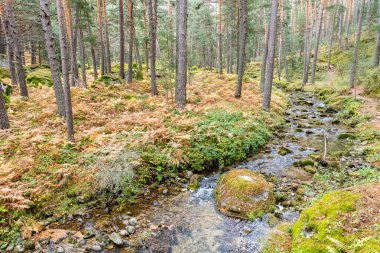 Kraliyet Balıkçılığı adı verilen yol boyunca Valsain bölgesindeki Eresma Nehri kıyısında yürüyüş rotası.