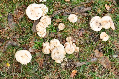 Kraliyet Balıkçılığı adı verilen yol boyunca Valsain bölgesindeki Eresma Nehri kıyısında yürüyüş rotası.
