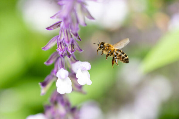 Insects and field flowers from a garden in Madrid