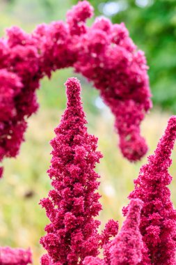 Amaranthus 'un güzel kırmızı çiçekleri. Galler Prensi tüyü, prensin tüyü. Süslü bir bitki..