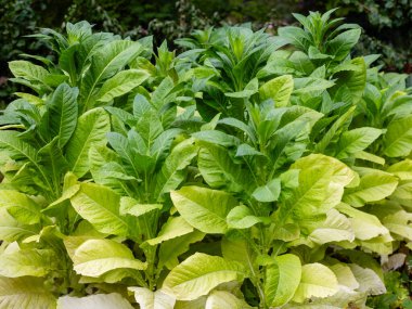 Gökyüzü arkaplanı için tropikal tütün yeşil yaprak dokusu