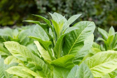 Gökyüzü arkaplanı için tropikal tütün yeşil yaprak dokusu