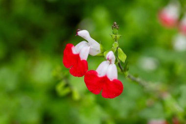 Kırmızı ve beyaz Salvia mikro çiçeğinin yakın plan görüntüsü bulanık yeşil arka plan.