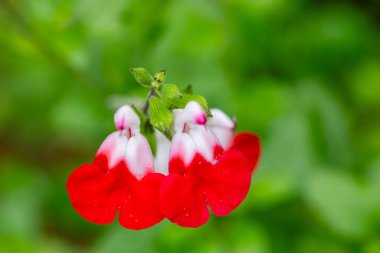 Kırmızı ve beyaz Salvia mikro çiçeğinin yakın plan görüntüsü bulanık yeşil arka plan.