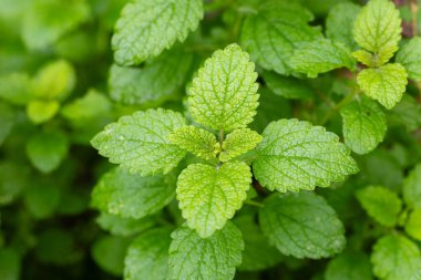 Limon merhemi, genel merhem ya da bahçede nane şekeri.