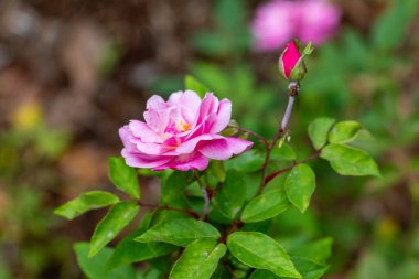Rosa Old Blush, bir bahçede yetişmiş.