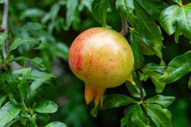 Bahçedeki ağaç dalında olgun kırmızı nar meyvesi.