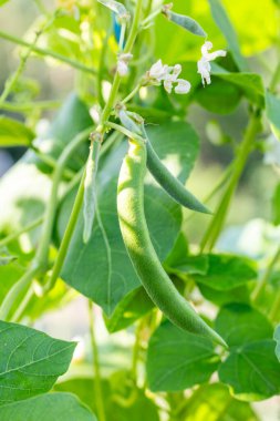 Bitkinin dalındaki yeşil fasulyeler Asturias 'taki bir bahçede hasat edilmeye hazır.