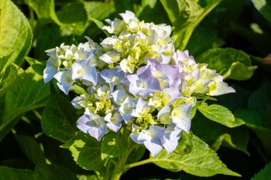 Trascastro Asturias, İspanya 'da bir bahçede yetişen ortanca çiçeği.