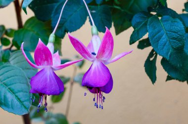 İspanya 'nın Asturias kentindeki bir bahçede yetişen Kraliçe' nin Küpeleri adında bir çiçek.