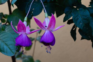 İspanya 'nın Asturias kentindeki bir bahçede yetişen Kraliçe' nin Küpeleri adında bir çiçek.