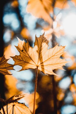 Sonbahar parlak ağaç yaprağı