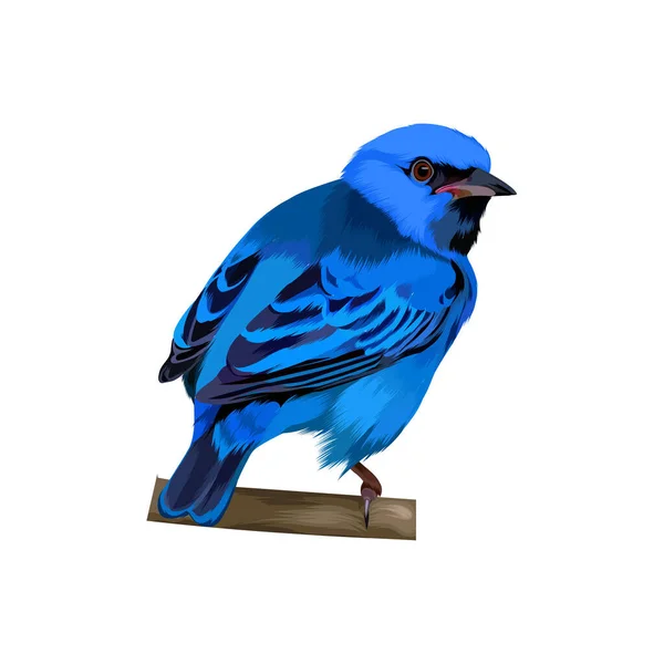 Ilustración Del Vector Aves Dacnis Azul — Archivo Imágenes Vectoriales