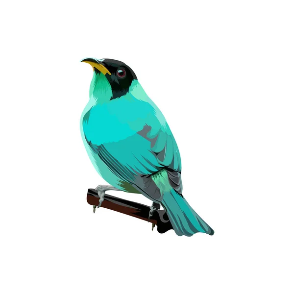 Illustrazione Vettoriale Uccello Meleycreeper Verde — Vettoriale Stock