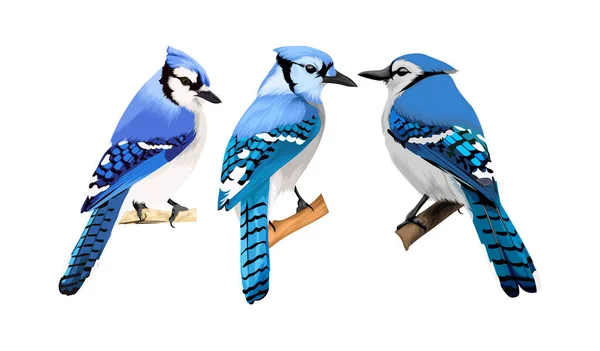 Bluejay Faisceau Vecteurs Oiseaux — Image vectorielle