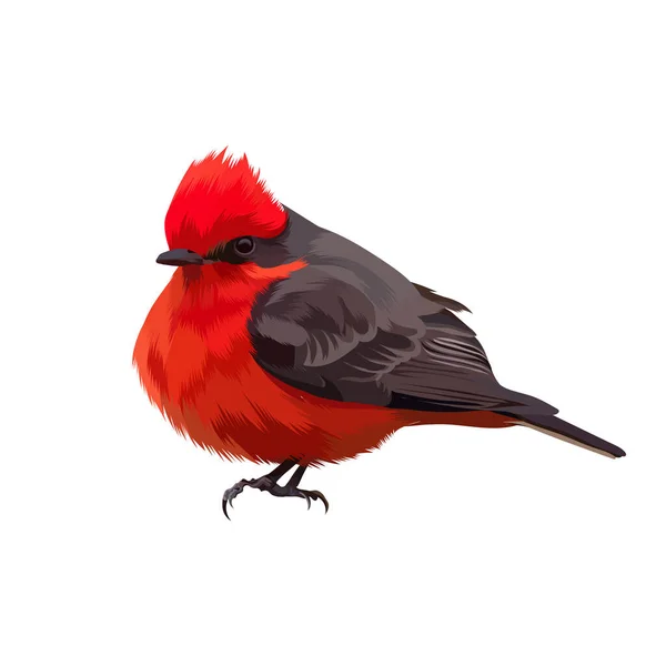 Vermilion Flycatcher Pássaro Vetor Ilustração —  Vetores de Stock