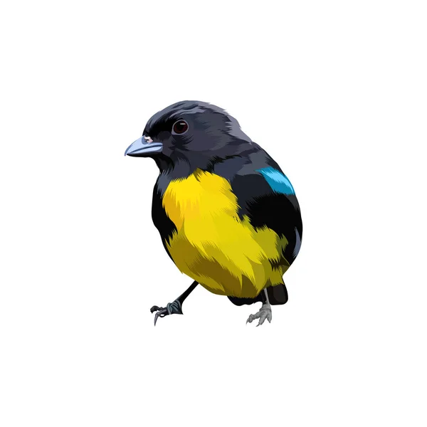 Schwarz Und Gold Tanager Vogelvektor — Stockvektor
