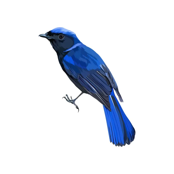 Grand Vecteur Oiseaux Niltava — Image vectorielle