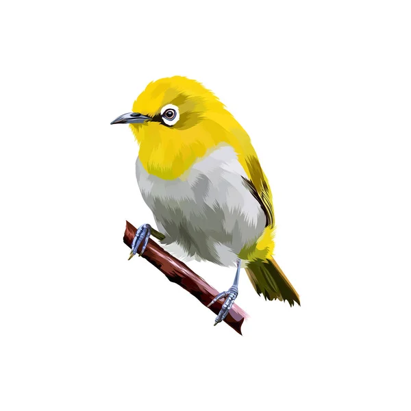 Vettore Uccello Occhio Bianco Indiano — Vettoriale Stock