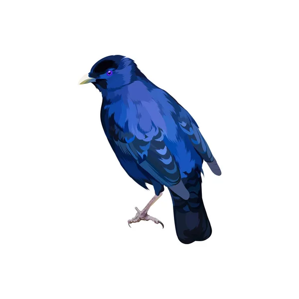 Satijn Bowerbird Vector Illustratie — Stockvector