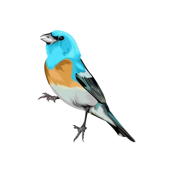 Brillante Farben Vogel Vektor Illustration — Stockvektor