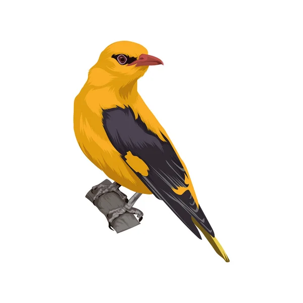 Avrasya Altın Oriole Kuş Vektör Çizimi — Stok Vektör