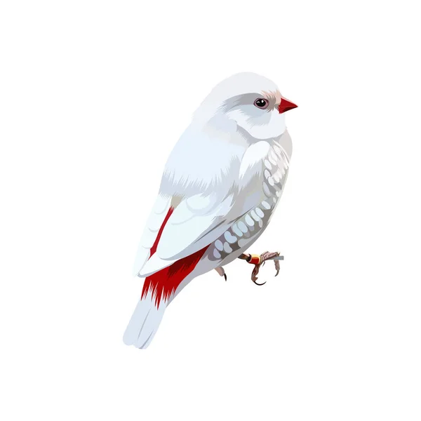 Argento Diamante Firetail Uccello Vettoriale Illustrazione — Vettoriale Stock