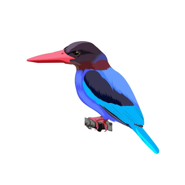 Javan Kingfisher Fågel Vektor Illustration — Stock vektor