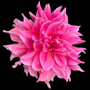  Dahlia pinnata çiçeği siyah arka plan