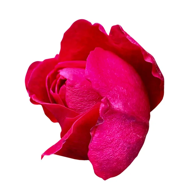Horké Růžové Růže Květiny Bílé Pozadí — Stock fotografie