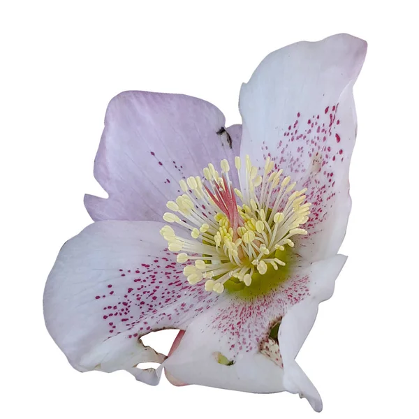 stock image  Helleborus flower white background