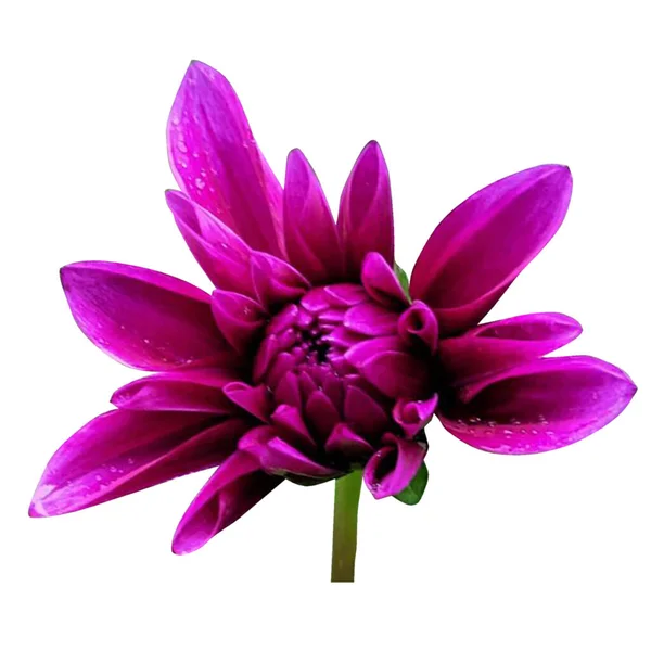 Фиолетовый Цвет Георгины Белый Фон — стоковое фото