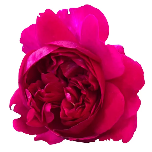 Rose Rouge Fleur Fond Blanc — Photo