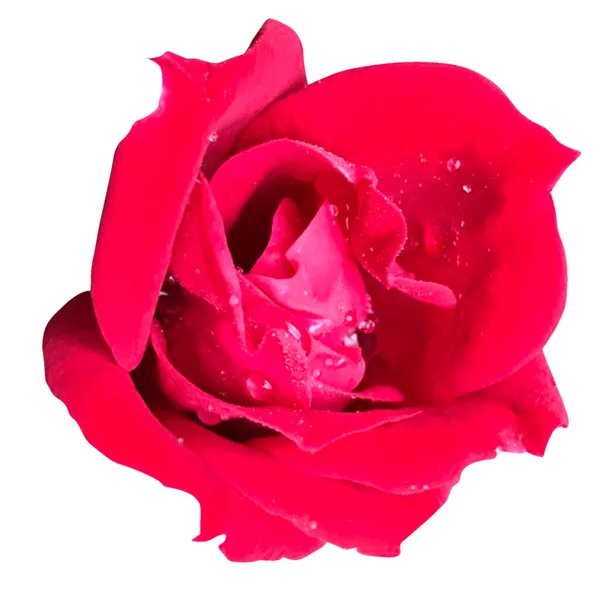 Červená Růže Květiny Bílé Pozadí — Stock fotografie